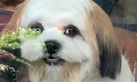 pinay dog style scandal